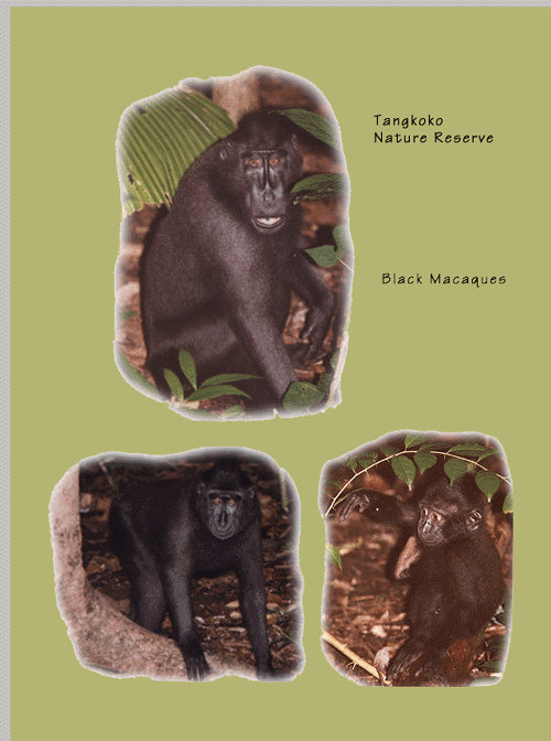Forest Monkeys